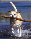 Africanis South African Dog wallpaper 128x160