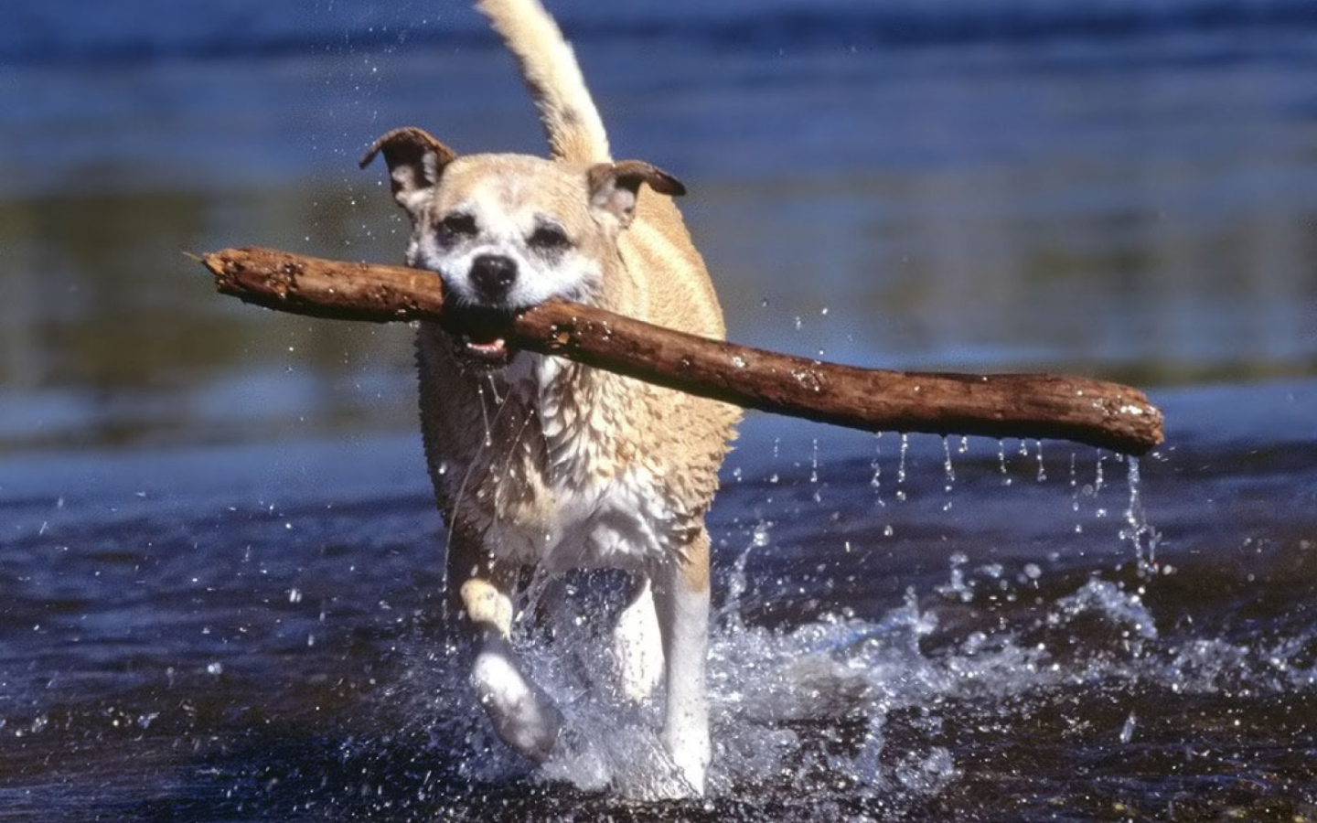 Fondo de pantalla Africanis South African Dog 1440x900