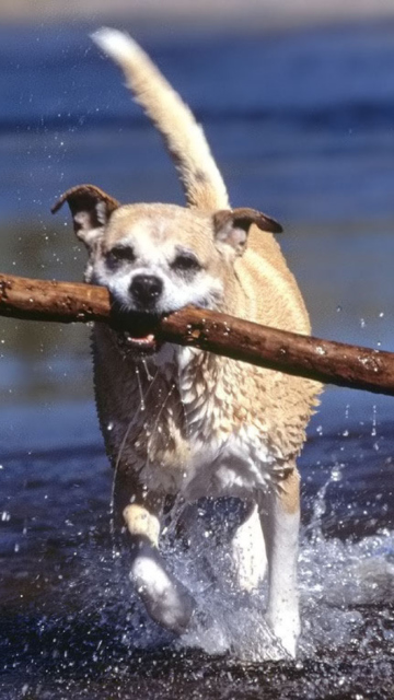 Africanis South African Dog wallpaper 360x640