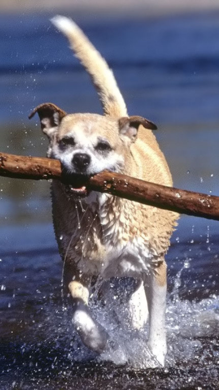 Africanis South African Dog wallpaper 750x1334