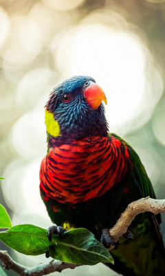 Das Rainbow Lorikeet Parrot Wallpaper 240x400