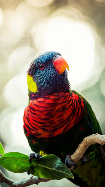 Das Rainbow Lorikeet Parrot Wallpaper 360x640