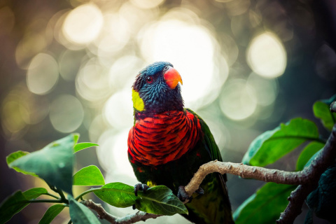 Fondo de pantalla Rainbow Lorikeet Parrot 480x320