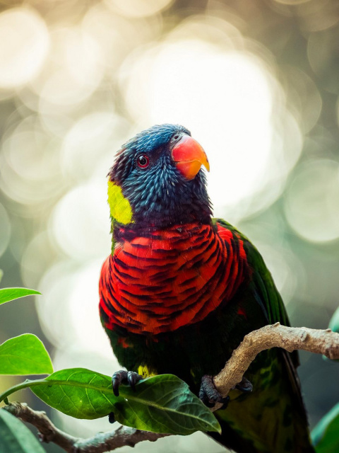 Das Rainbow Lorikeet Parrot Wallpaper 480x640