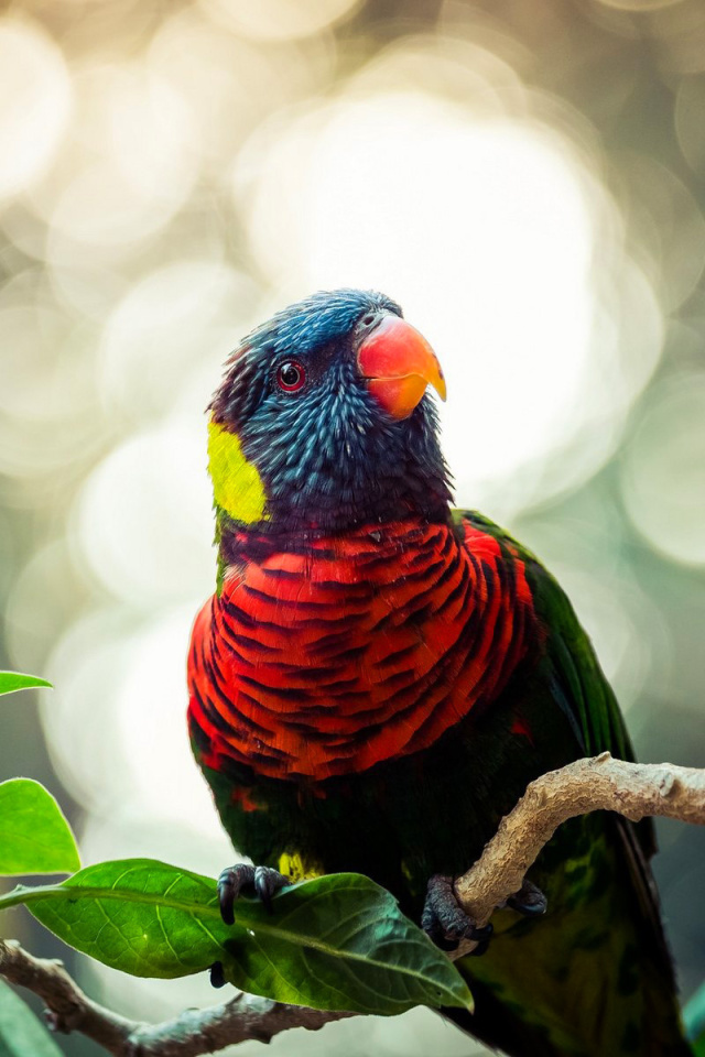 Sfondi Rainbow Lorikeet Parrot 640x960