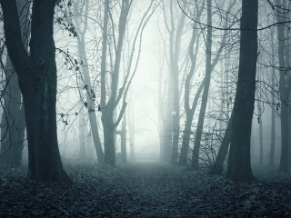 Foggy Shaded Wood screenshot #1 320x240