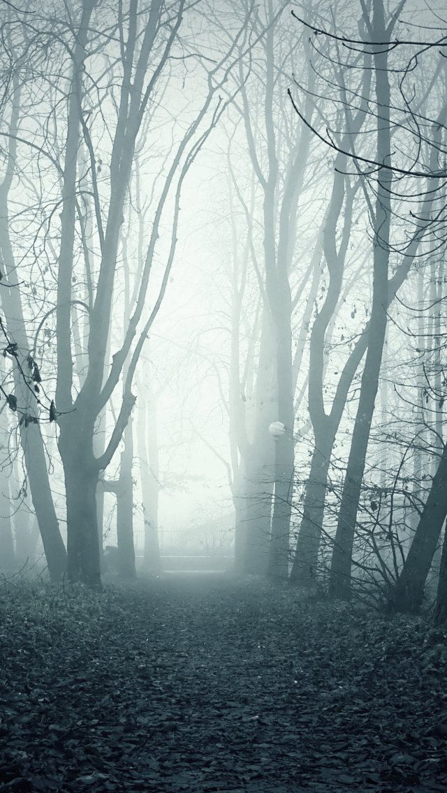 Das Foggy Shaded Wood Wallpaper 640x1136