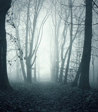 Foggy Shaded Wood - Obrázkek zdarma pro 480x800