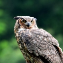 Sfondi Owl 128x128