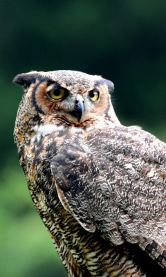 Owl screenshot #1 240x400