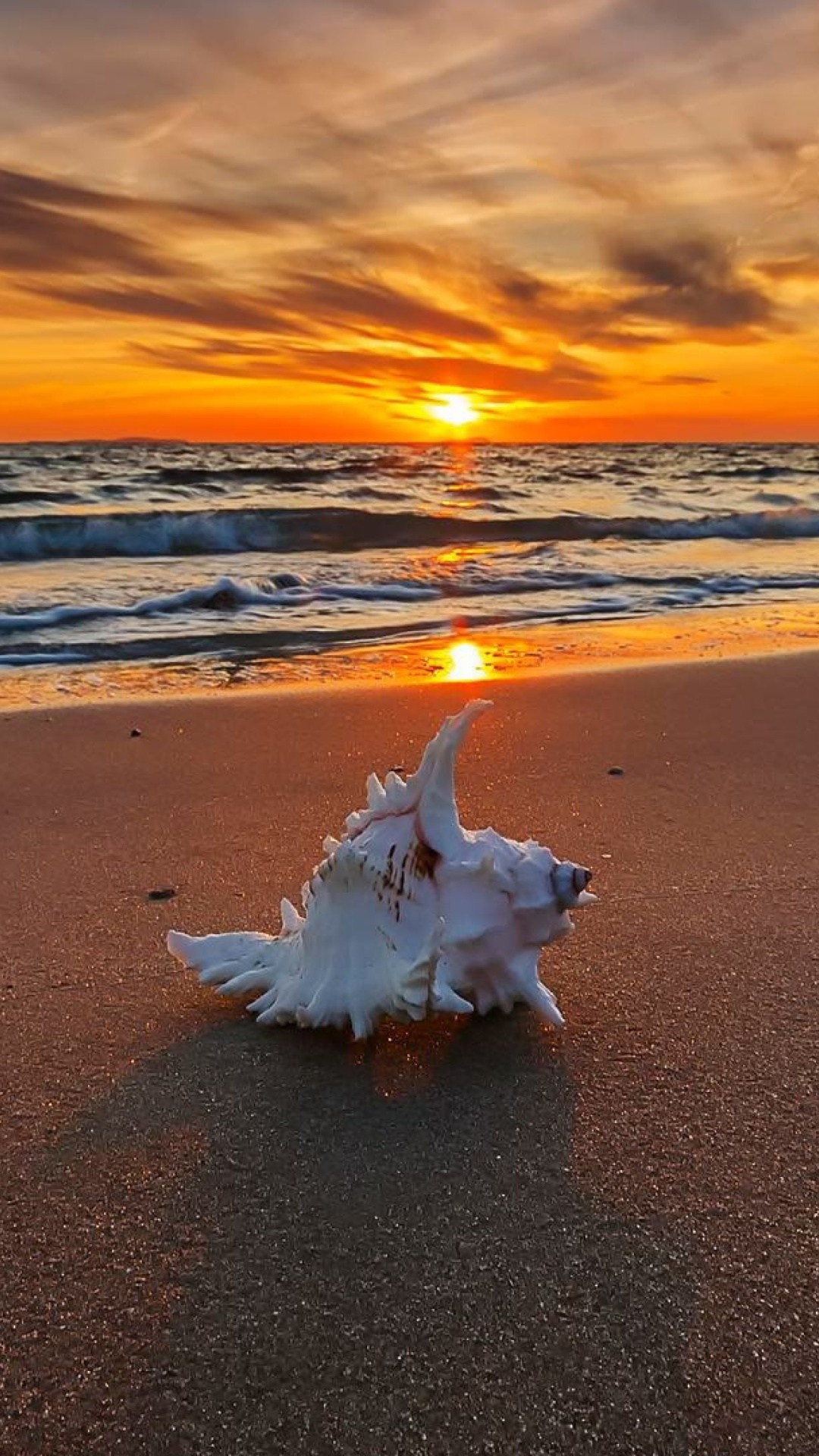 Sunset on Beach with Shell wallpaper 1080x1920