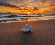 Sunset on Beach with Shell wallpaper 176x144