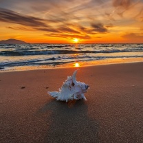 Sunset on Beach with Shell wallpaper 208x208