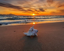 Sunset on Beach with Shell wallpaper 220x176