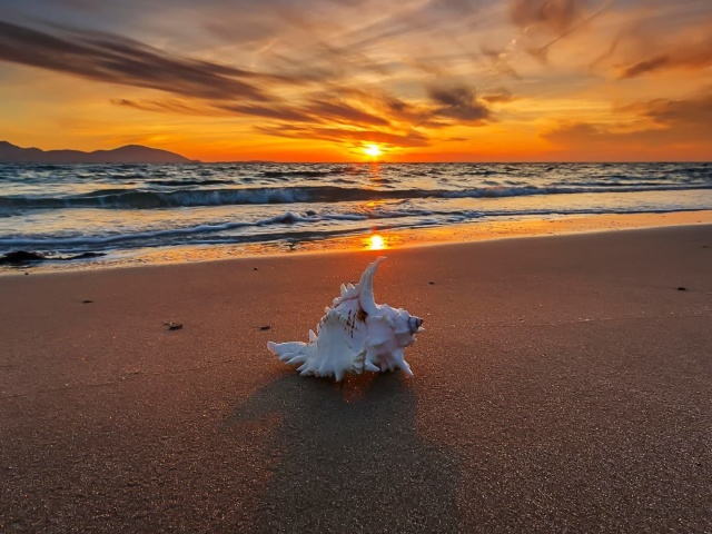 Sunset on Beach with Shell wallpaper 640x480