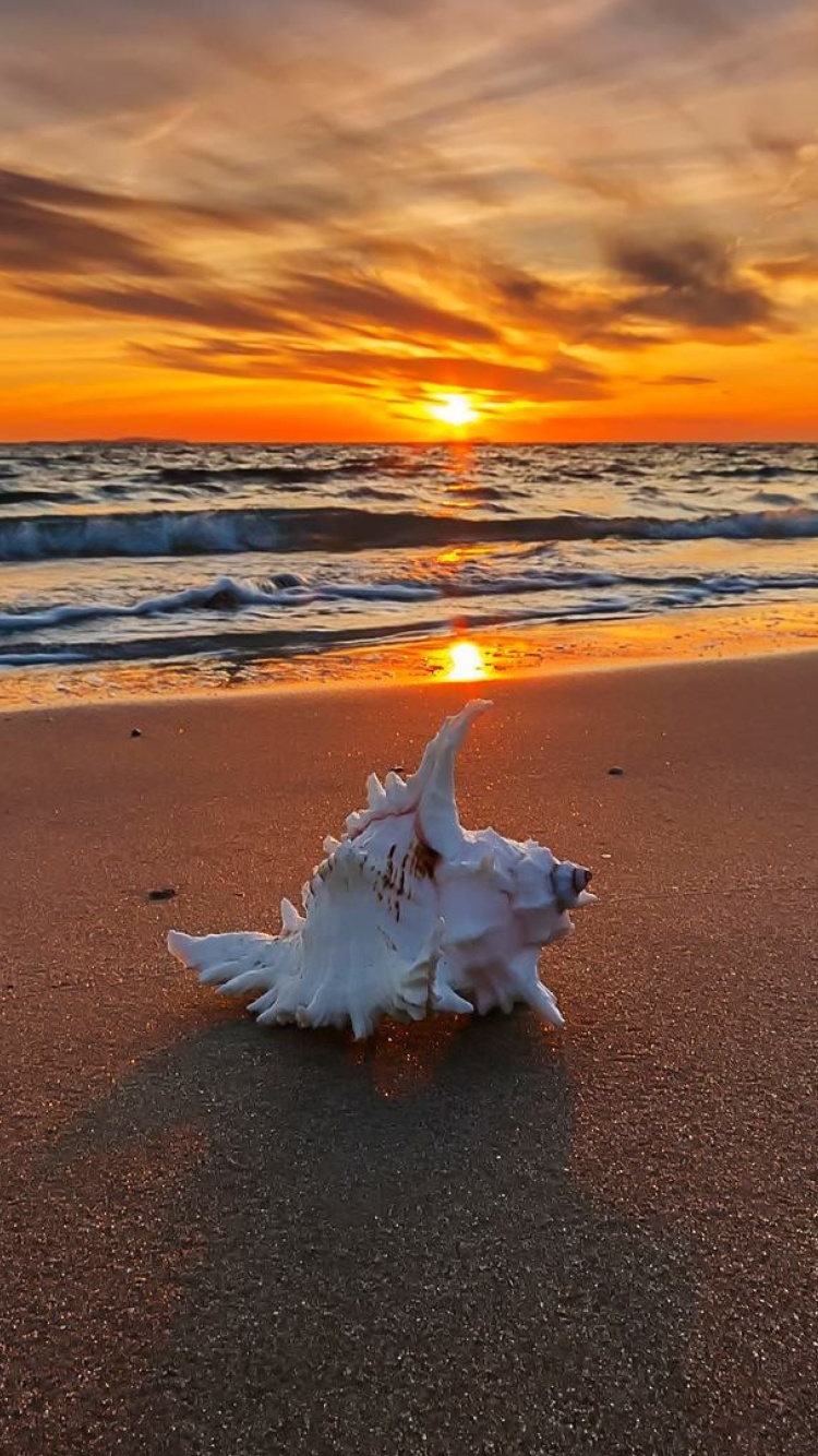 Sunset on Beach with Shell wallpaper 750x1334
