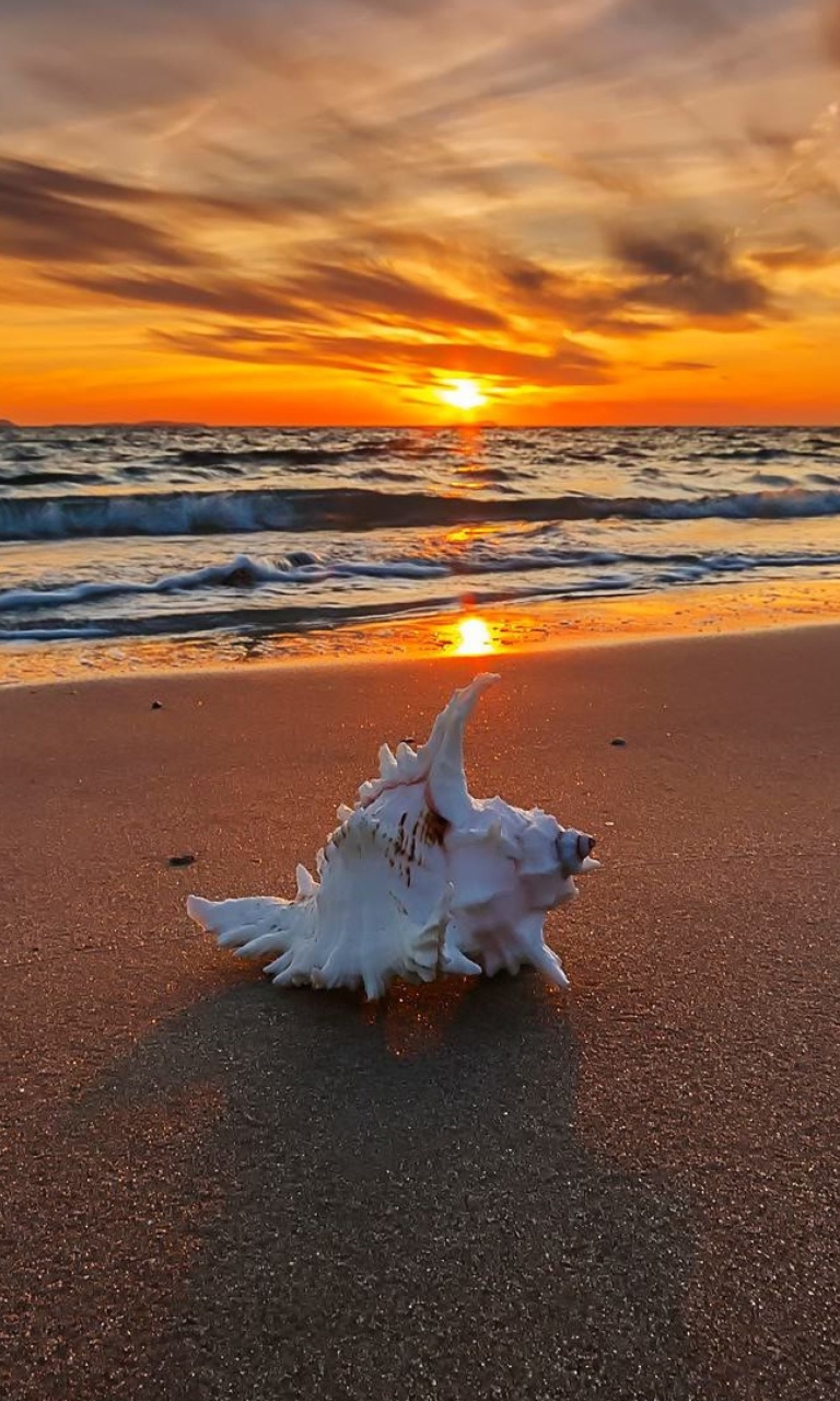 Sunset on Beach with Shell wallpaper 768x1280