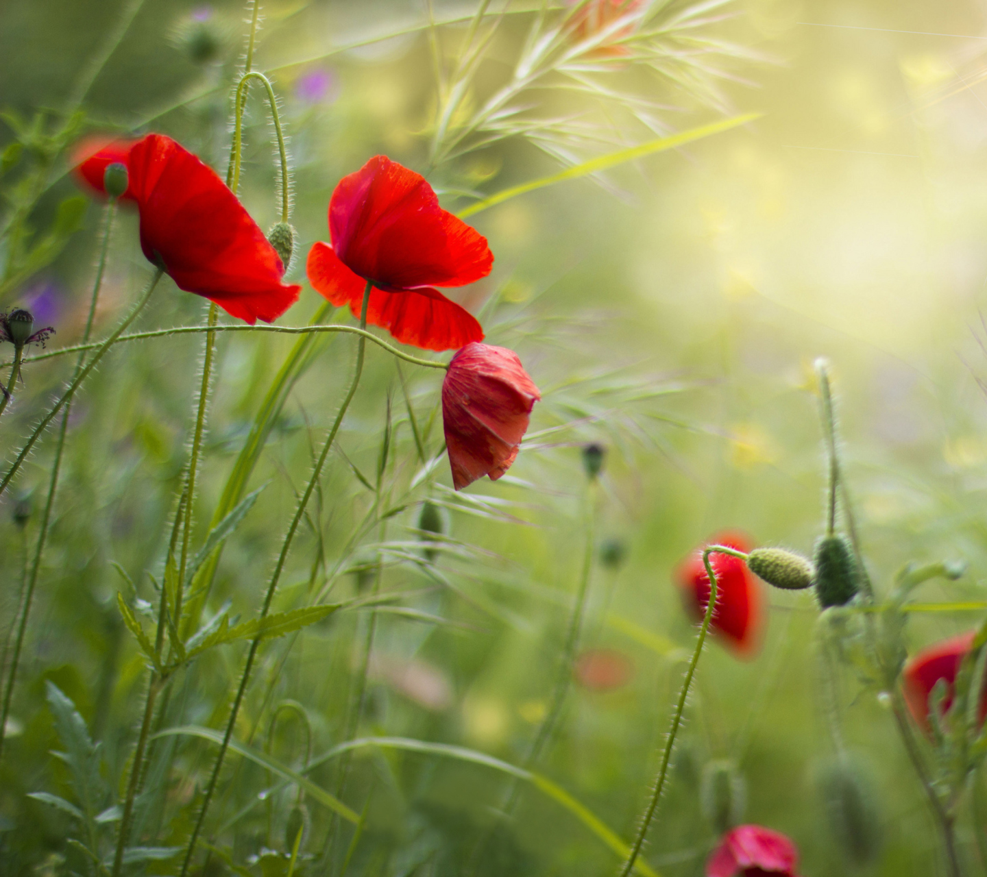 Fondo de pantalla Lovely Poppy Flowers 1440x1280