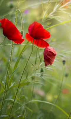 Lovely Poppy Flowers screenshot #1 240x400