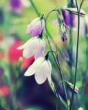 Blue Bellflowers wallpaper 128x160