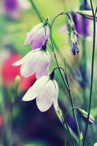 Fondo de pantalla Blue Bellflowers 320x480