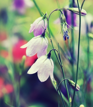 Blue Bellflowers Background for Nokia C1-01