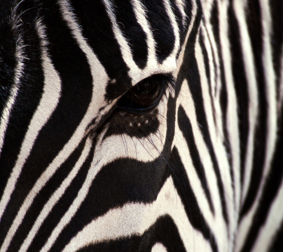 Zebra wallpaper 1080x960