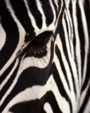 Das Zebra Wallpaper 128x160