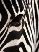 Sfondi Zebra 132x176