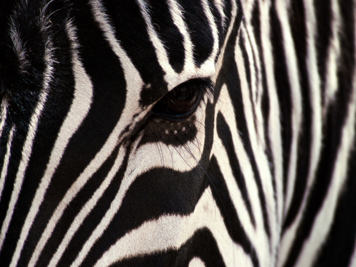 Fondo de pantalla Zebra 1400x1050