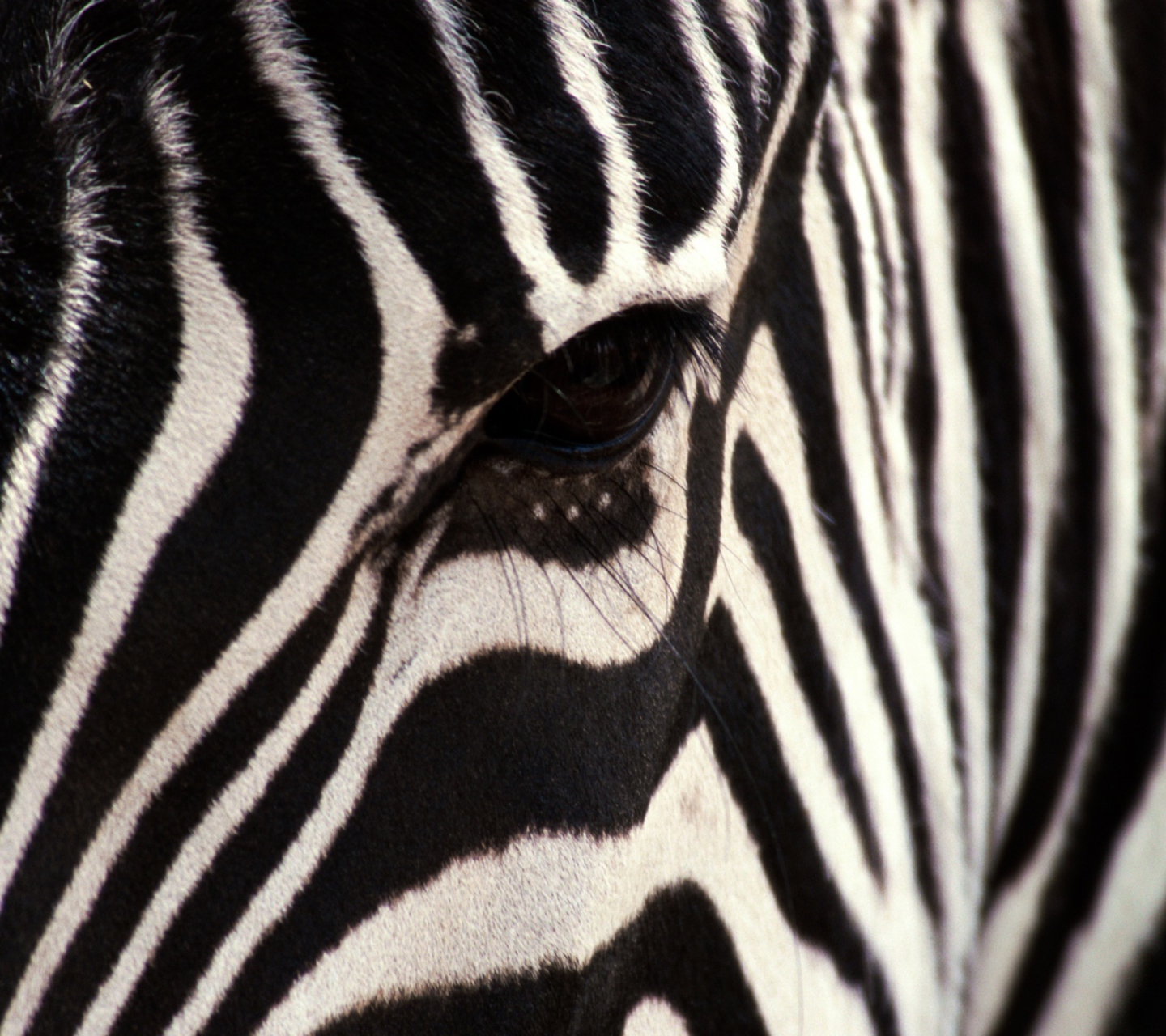 Screenshot №1 pro téma Zebra 1440x1280
