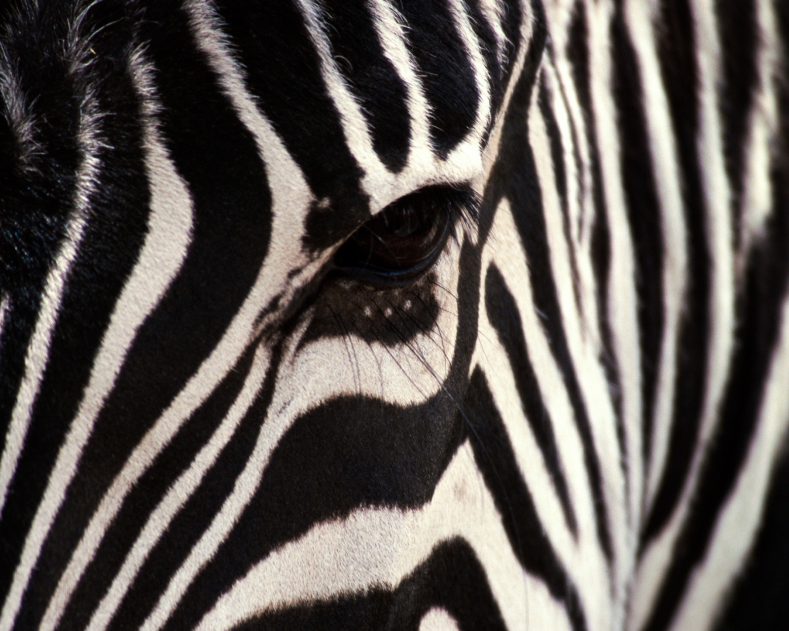 Fondo de pantalla Zebra 1600x1280