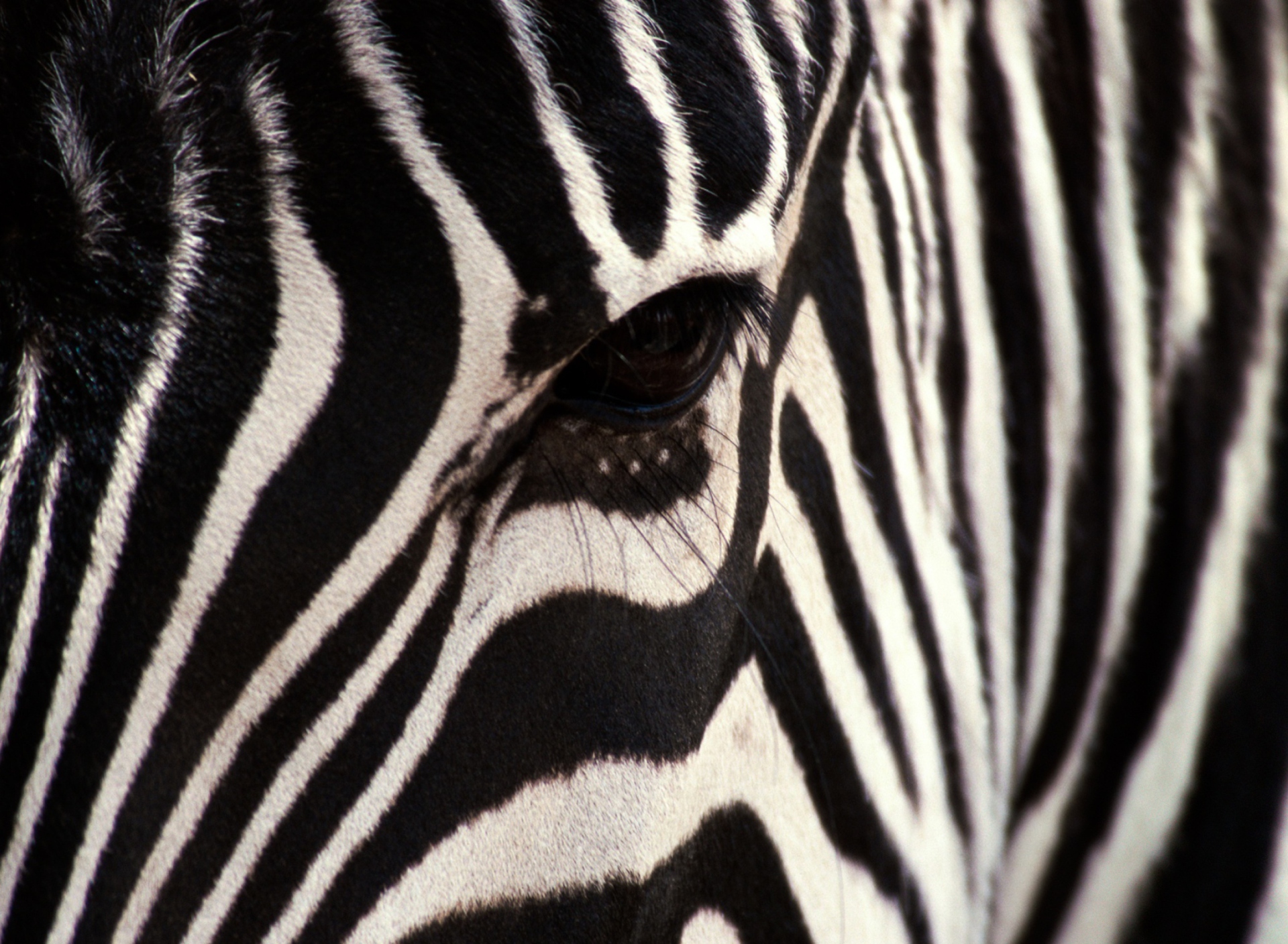 Fondo de pantalla Zebra 1920x1408