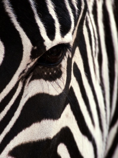 Zebra wallpaper 240x320