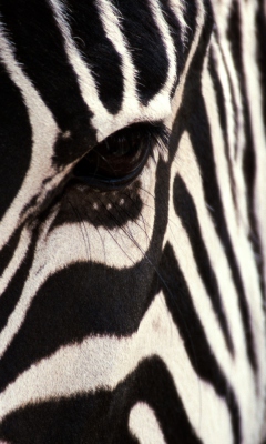 Screenshot №1 pro téma Zebra 240x400