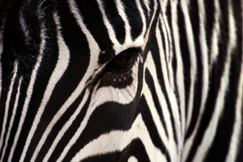 Zebra wallpaper 480x320