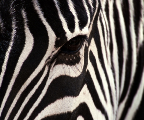 Screenshot №1 pro téma Zebra 480x400