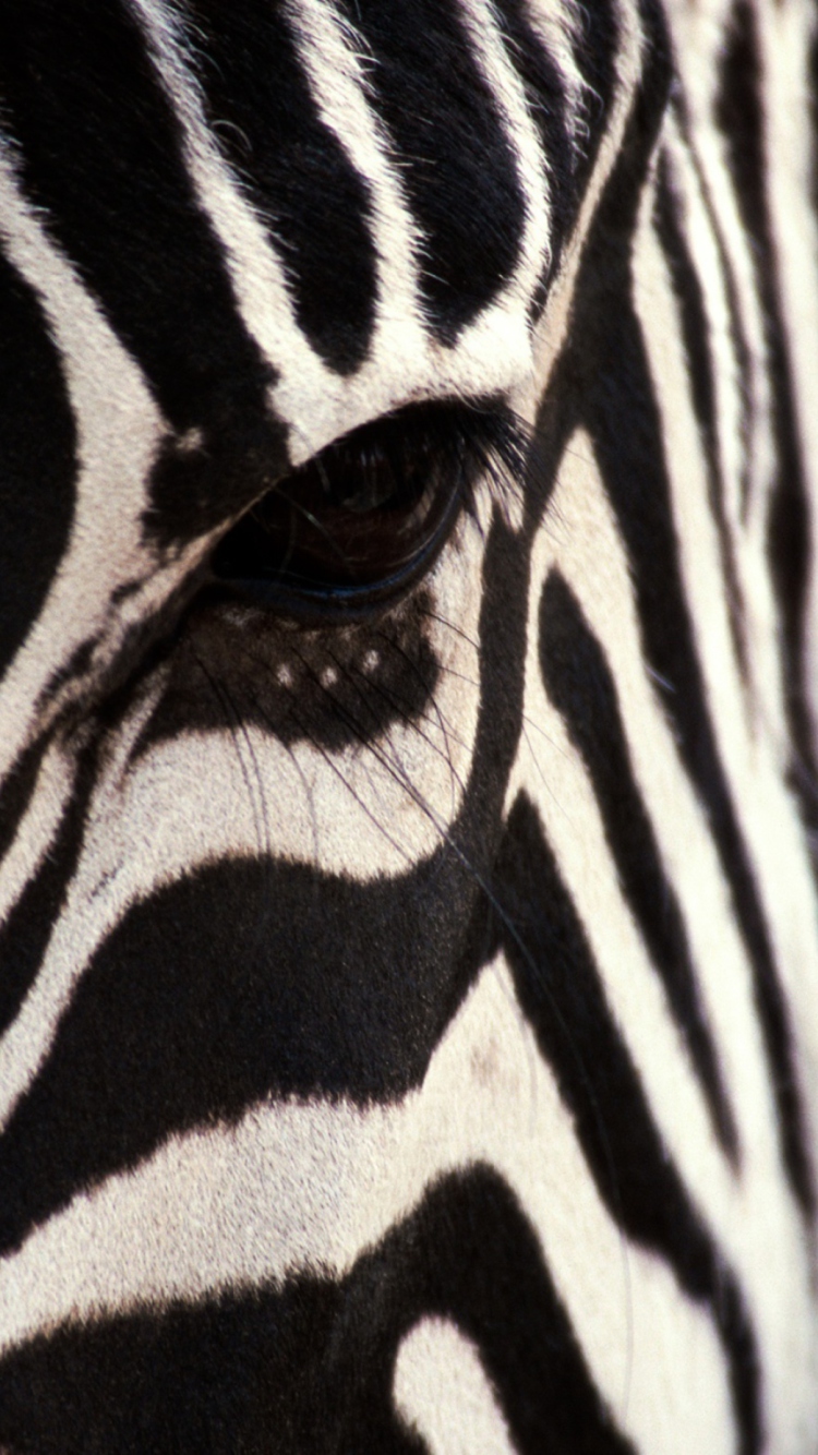 Sfondi Zebra 750x1334
