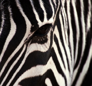 Free Zebra Picture for Nokia 6230i