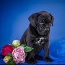 Sfondi Cane Corso Puppy 128x128