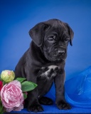 Sfondi Cane Corso Puppy 128x160