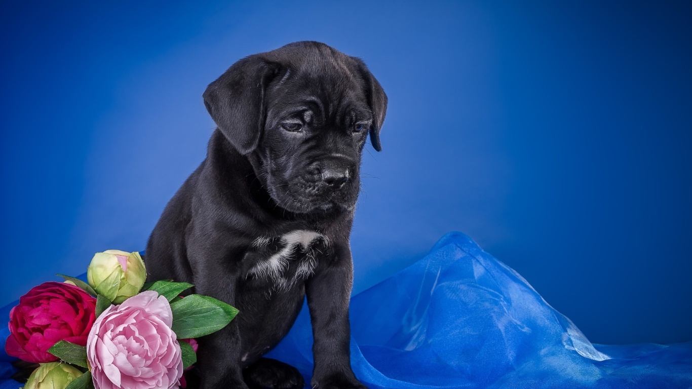 Обои Cane Corso Puppy 1366x768