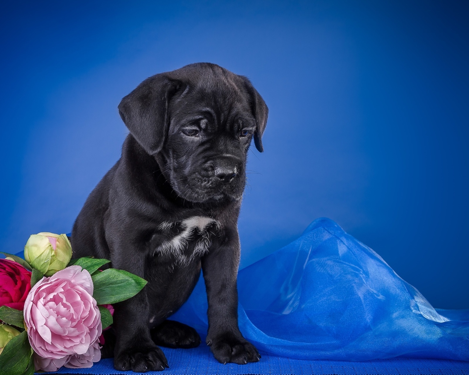 Cane Corso Puppy wallpaper 1600x1280