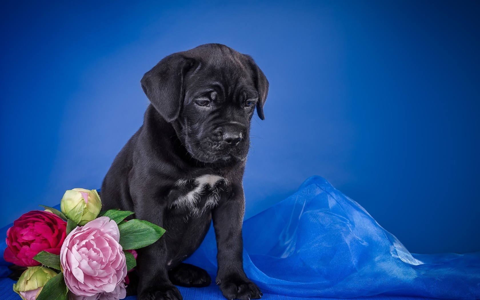 Sfondi Cane Corso Puppy 1680x1050