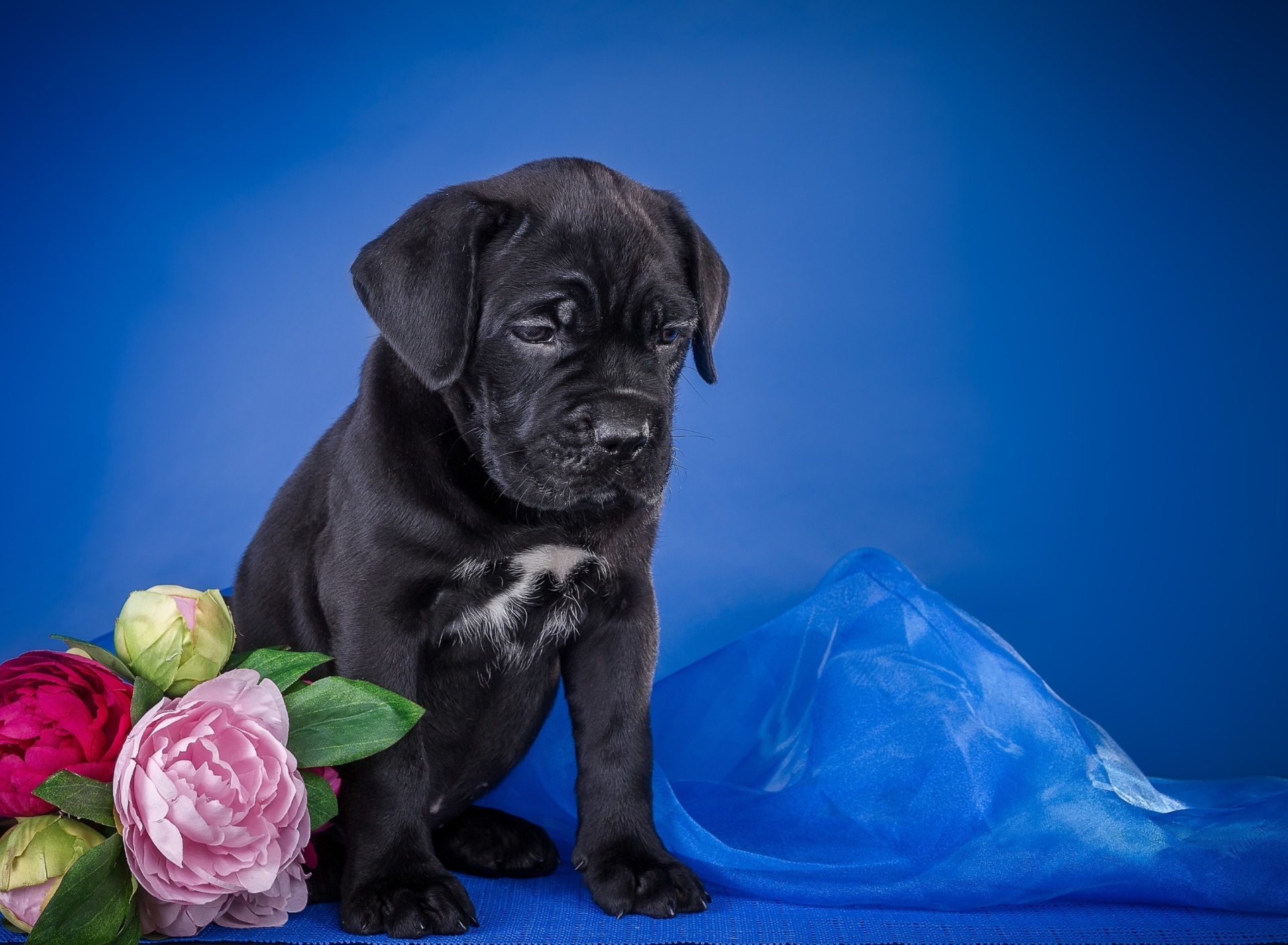 Das Cane Corso Puppy Wallpaper 1920x1408