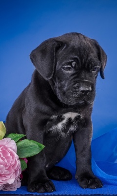 Sfondi Cane Corso Puppy 240x400