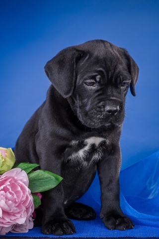 Sfondi Cane Corso Puppy 320x480