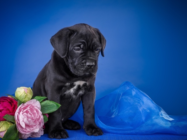 Cane Corso Puppy wallpaper 640x480