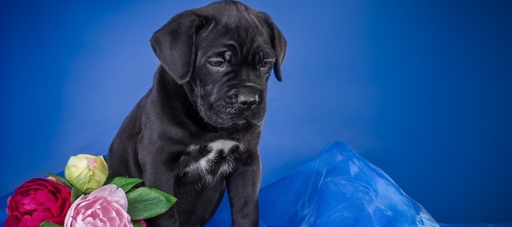 Das Cane Corso Puppy Wallpaper 720x320