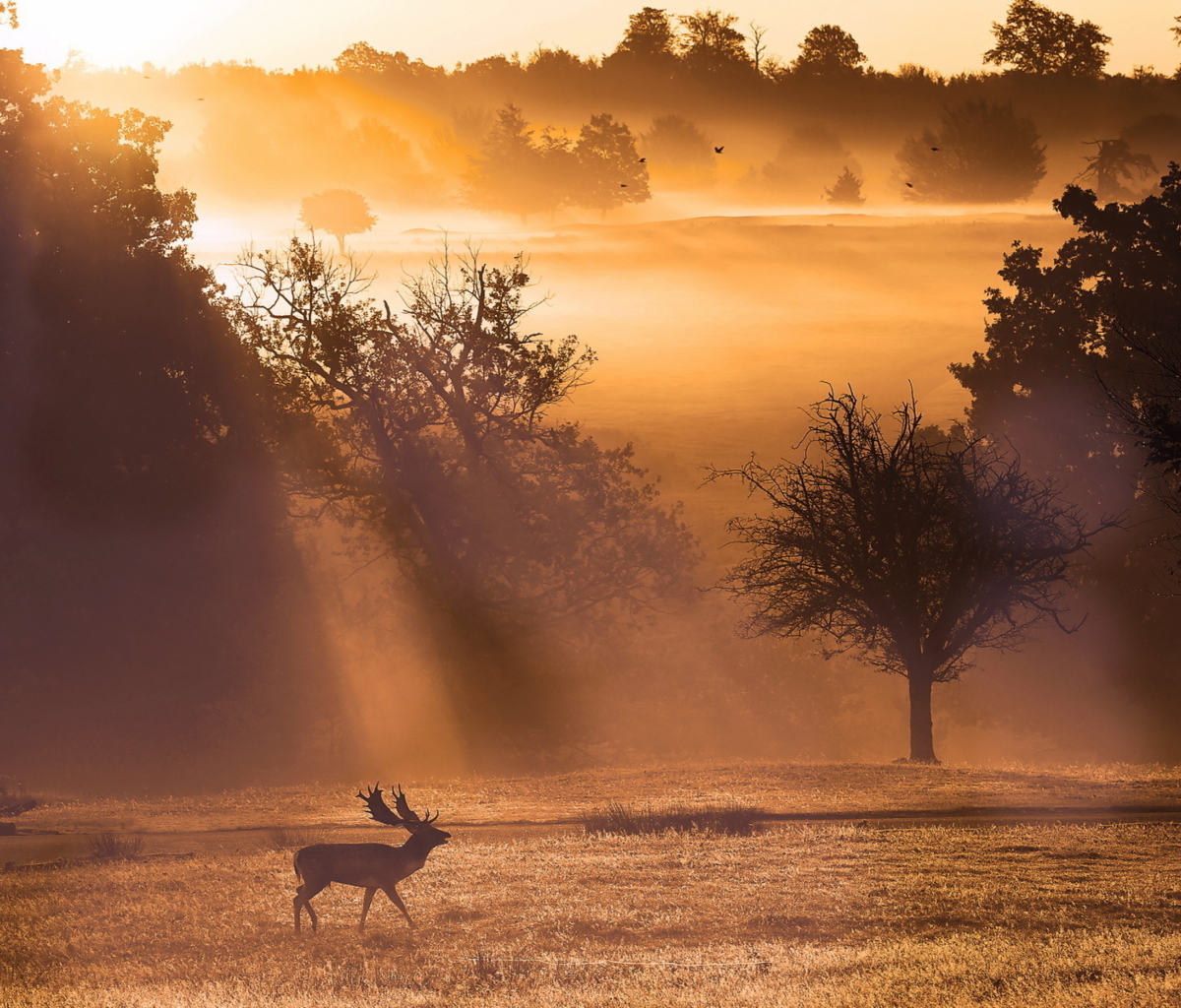 Обои Deer At Meadow In Sunlights 1200x1024
